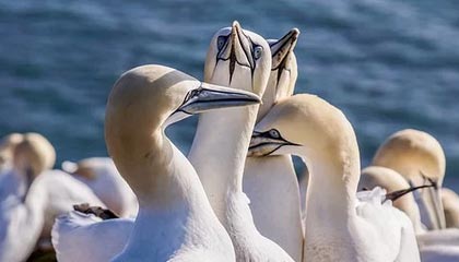 爱游戏官网首页-LCS与Twitch续签转播协议