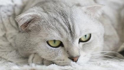 爱游戏品牌互动-TL战队新教练团队到位，t1战队新教练