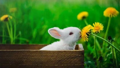 爱游戏下载-乌迪内斯攻防兼备，战胜劲旅升至前茅，乌迪内斯比赛视频聚胜顽球汇